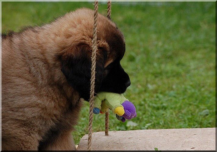 leonberger 043.jpg